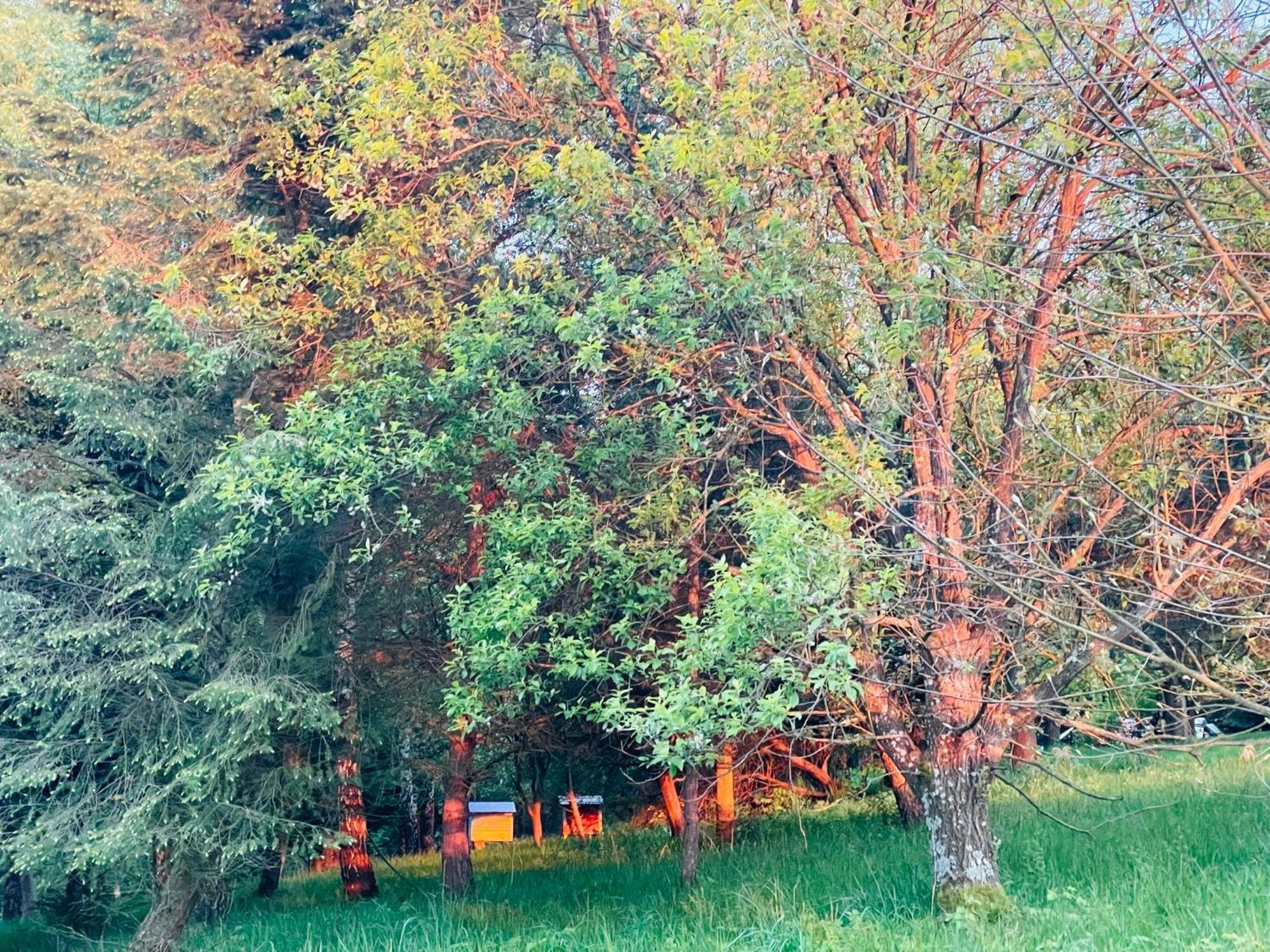 Zacisze Na Podzamczu Διαμέρισμα Odrzykon Εξωτερικό φωτογραφία